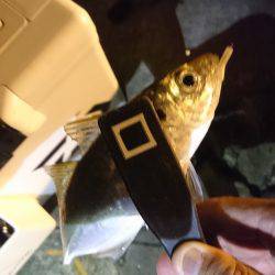 豆じゃないアジング