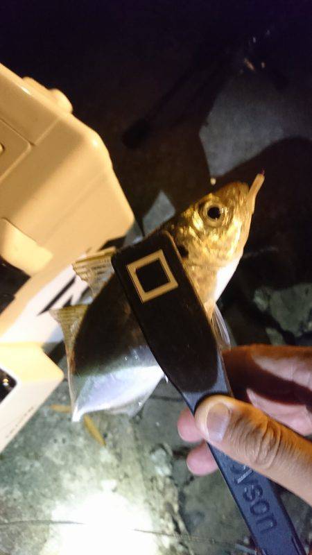 豆じゃないアジング