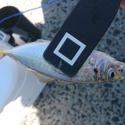 デイアジング？