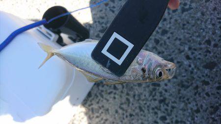 デイアジング？