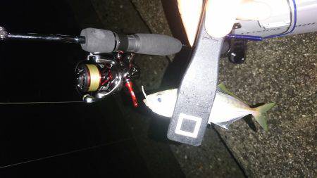 やっぱり豆アジング