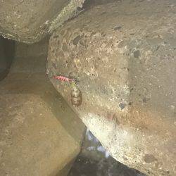 台風前にイカ狙い