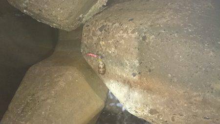 台風前にイカ狙い