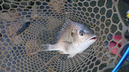 淀川キビレトップウォーター