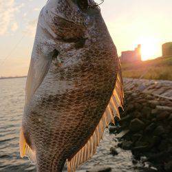 淀川キビレトップウォーター