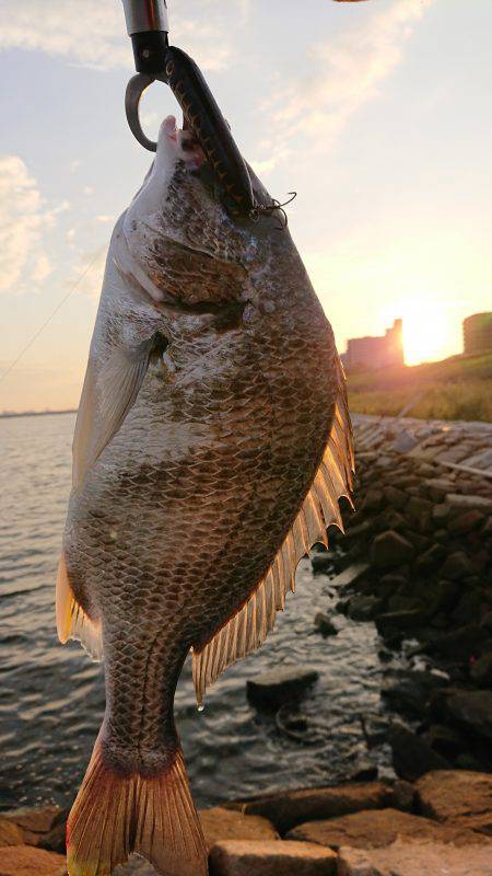 淀川キビレトップウォーター