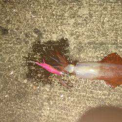 やっと気配が…