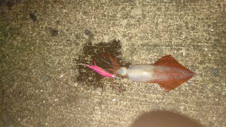 やっと気配が…