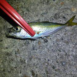 タチウオ釣りたい