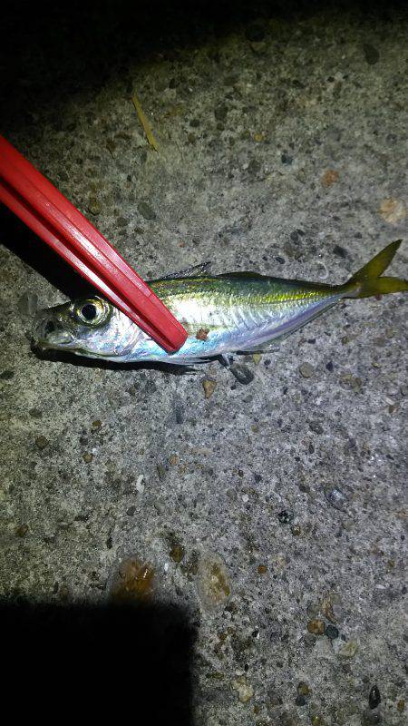 タチウオ釣りたい