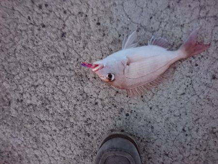 ライトショアジギング