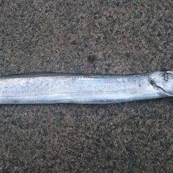 亀浦観光港にて