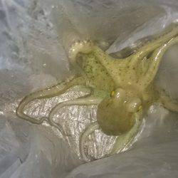 仕事終わりのアオリ調査