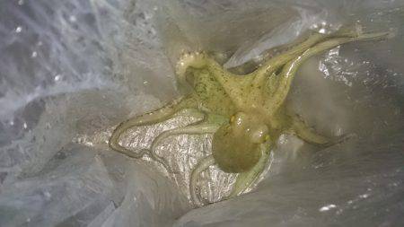 仕事終わりのアオリ調査