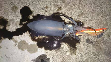 仕事終わりのアオリ調査