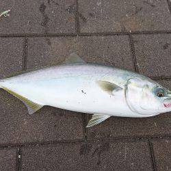 ショアジギング