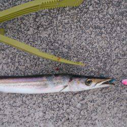 ゆうまづめ狙い