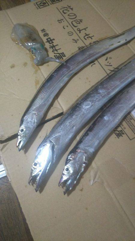 まだまだ小さいイカ&太刀魚
