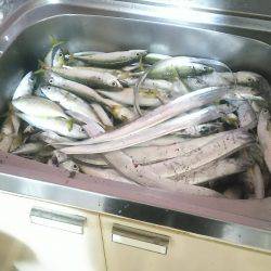 大漁❗大漁❗サバ・メッキ・太刀魚