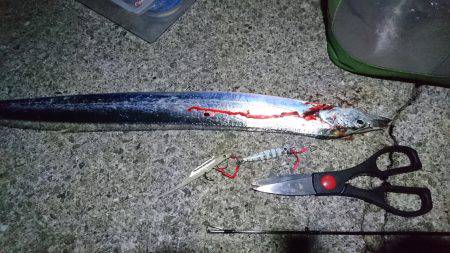 今年初のタチウオ