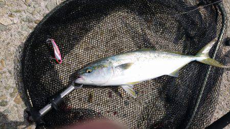 青物釣り