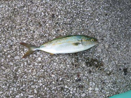 ショアジギでツバス