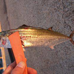 今年初サゴシ！