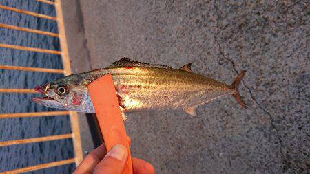 今年初サゴシ！