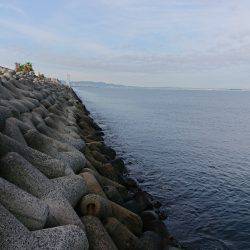 貝塚人工島 青物調査