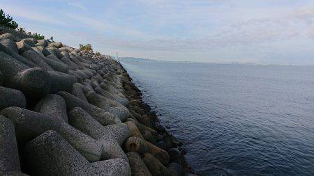 貝塚人工島 青物調査