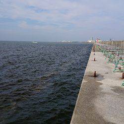 泉佐野 太刀魚調査