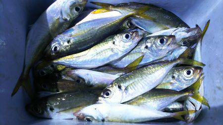 ２連夜の湾奥アジング