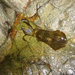 台風前にエギング