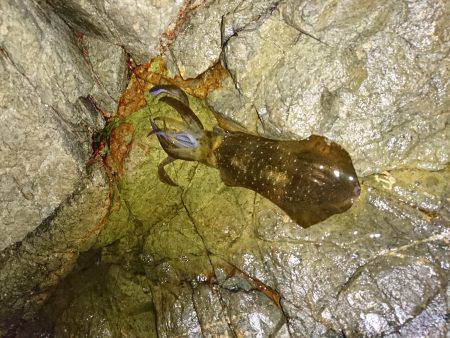 台風前にエギング