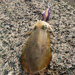 エギング初めました