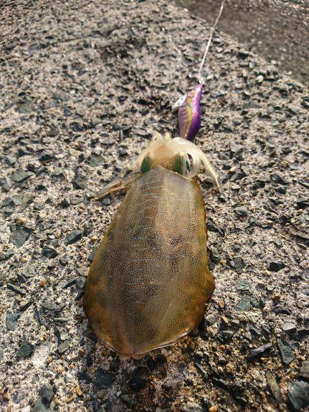 エギング初めました