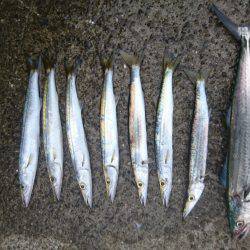 カマスまわってきてます！