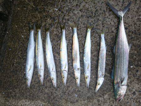 カマスまわってきてます！