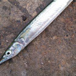 今日も豊漁のはずが、、、