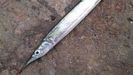 今日も豊漁のはずが、、、