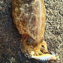 高活性とは言えないけど