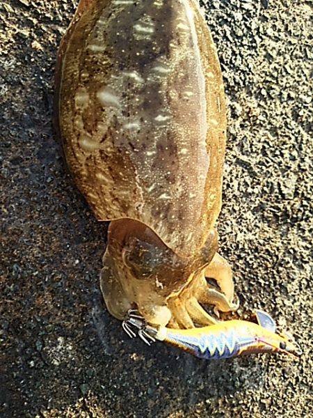 高活性とは言えないけど