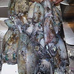 初ティップラン