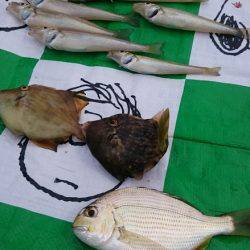 浜からちょい投げ