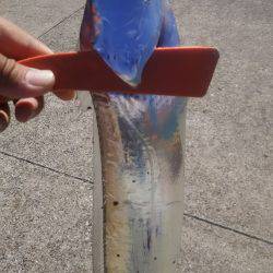 台風後のデイタチウオ