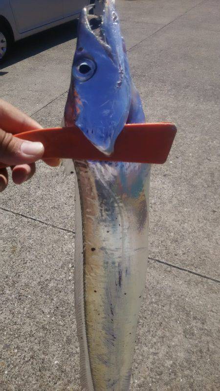 台風後のデイタチウオ