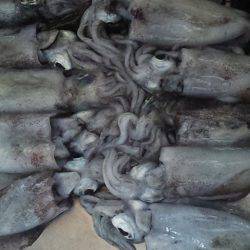 アオリイカの当たり年!!!