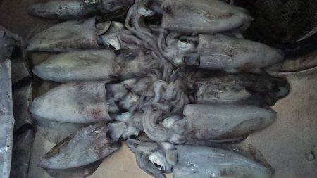 アオリイカの当たり年!!!