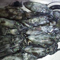 台風後のアオリイカ調査