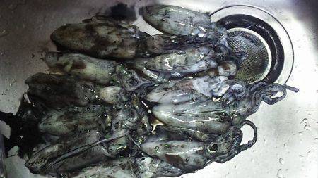 台風後のアオリイカ調査